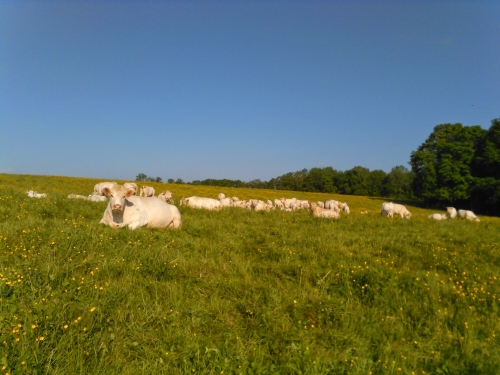 les vaches Charolaises